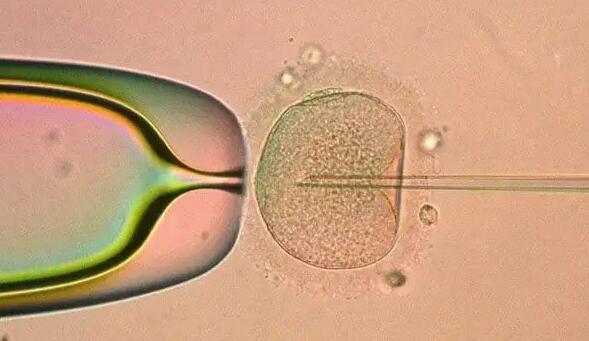 试管可以放两个胚胎的条件介绍成活率多高也要知道